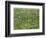 Patch of Grass-Vincent van Gogh-Framed Giclee Print