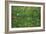 Patch of Grass-Vincent van Gogh-Framed Art Print