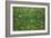 Patch of Grass-Vincent van Gogh-Framed Art Print