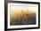 Patches In Bloom II-Tim O'toole-Framed Giclee Print