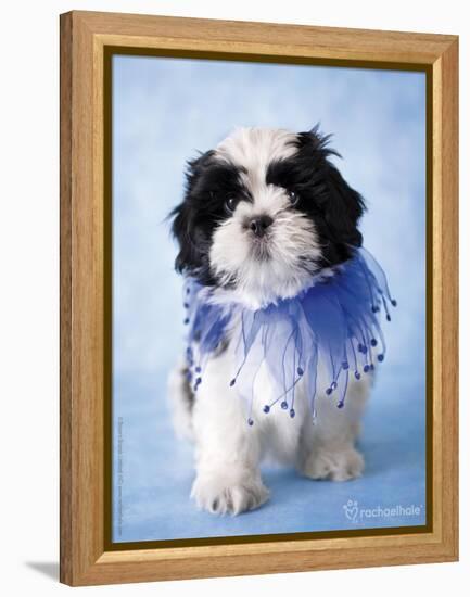 Patches-Rachael Hale-Framed Premier Image Canvas