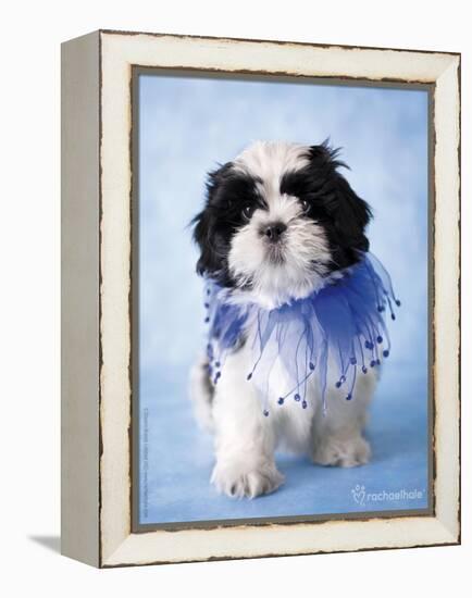 Patches-Rachael Hale-Framed Premier Image Canvas