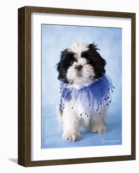 Patches-Rachael Hale-Framed Photographic Print