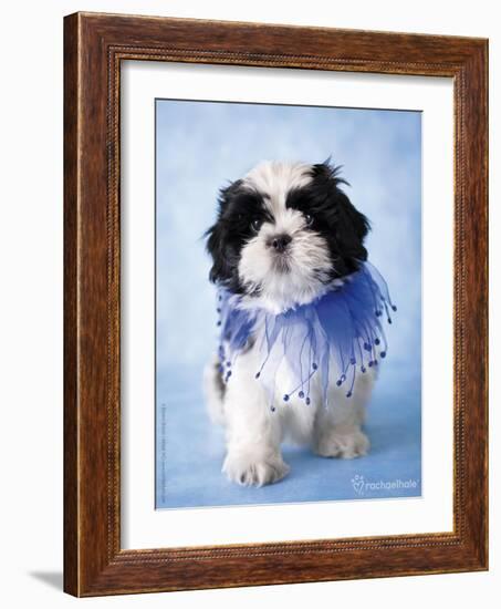 Patches-Rachael Hale-Framed Photographic Print