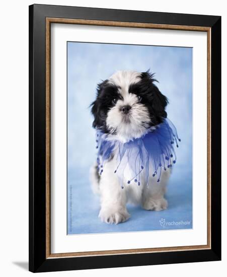 Patches-Rachael Hale-Framed Photographic Print