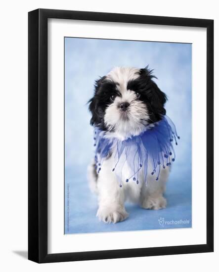 Patches-Rachael Hale-Framed Photographic Print