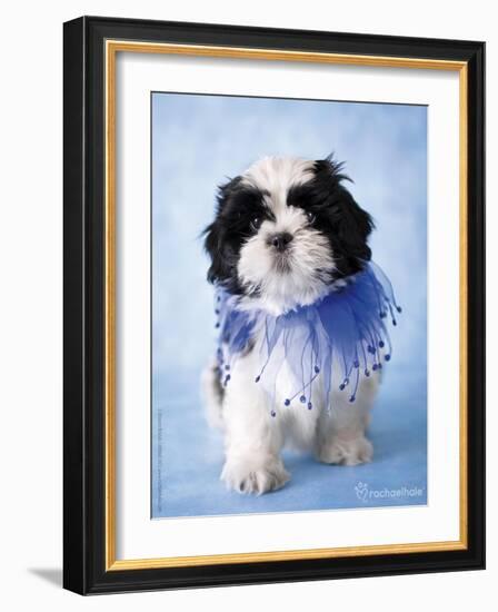 Patches-Rachael Hale-Framed Photographic Print