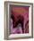 Patchy Pink IV-Ruth Palmer-Framed Art Print