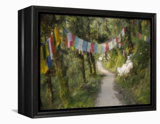 Path and Prayer Flags, Mcleod Ganj, Dharamsala, Himachal Pradesh State, India-Jochen Schlenker-Framed Premier Image Canvas