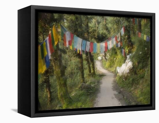 Path and Prayer Flags, Mcleod Ganj, Dharamsala, Himachal Pradesh State, India-Jochen Schlenker-Framed Premier Image Canvas