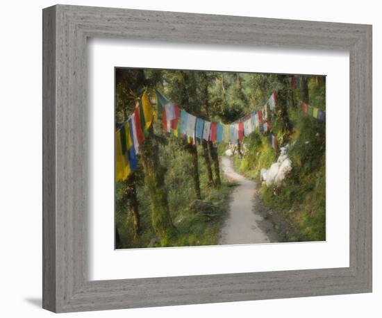 Path and Prayer Flags, Mcleod Ganj, Dharamsala, Himachal Pradesh State, India-Jochen Schlenker-Framed Photographic Print