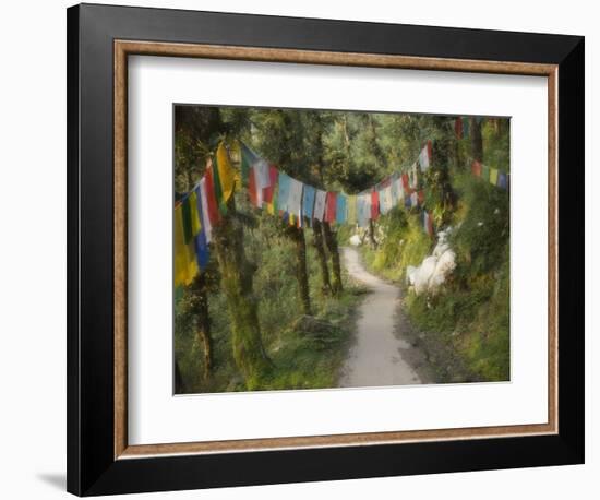 Path and Prayer Flags, Mcleod Ganj, Dharamsala, Himachal Pradesh State, India-Jochen Schlenker-Framed Photographic Print