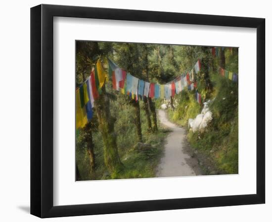 Path and Prayer Flags, Mcleod Ganj, Dharamsala, Himachal Pradesh State, India-Jochen Schlenker-Framed Photographic Print