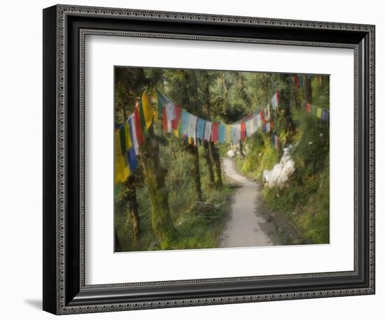 Path and Prayer Flags, Mcleod Ganj, Dharamsala, Himachal Pradesh State, India-Jochen Schlenker-Framed Photographic Print