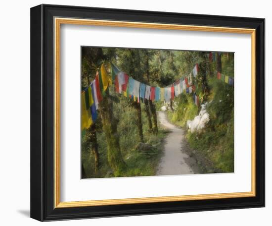 Path and Prayer Flags, Mcleod Ganj, Dharamsala, Himachal Pradesh State, India-Jochen Schlenker-Framed Photographic Print