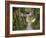 Path and Prayer Flags, Mcleod Ganj, Dharamsala, Himachal Pradesh State, India-Jochen Schlenker-Framed Photographic Print