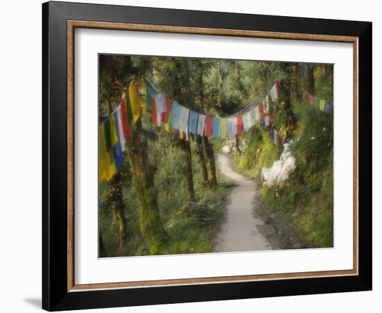 Path and Prayer Flags, Mcleod Ganj, Dharamsala, Himachal Pradesh State, India-Jochen Schlenker-Framed Photographic Print