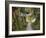 Path and Prayer Flags, Mcleod Ganj, Dharamsala, Himachal Pradesh State, India-Jochen Schlenker-Framed Photographic Print