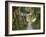 Path and Prayer Flags, Mcleod Ganj, Dharamsala, Himachal Pradesh State, India-Jochen Schlenker-Framed Photographic Print