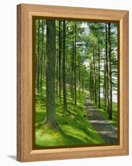 Path and Sunlight Through Pine Trees, Burtness Wood, Near Buttermere, Cumbria, England-Neale Clarke-Framed Premier Image Canvas