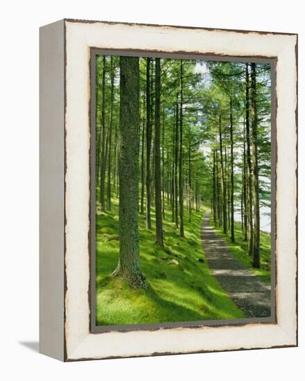 Path and Sunlight Through Pine Trees, Burtness Wood, Near Buttermere, Cumbria, England-Neale Clarke-Framed Premier Image Canvas