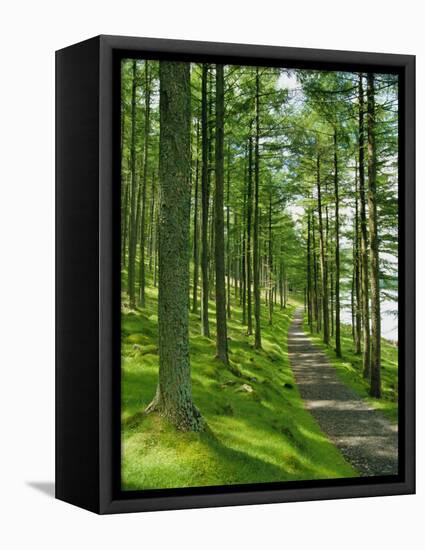 Path and Sunlight Through Pine Trees, Burtness Wood, Near Buttermere, Cumbria, England-Neale Clarke-Framed Premier Image Canvas