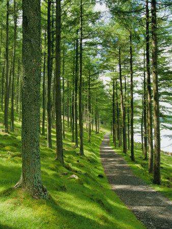 Path and Sunlight Through Pine Trees, Burtness Wood, Near