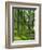 Path and Sunlight Through Pine Trees, Burtness Wood, Near Buttermere, Cumbria, England-Neale Clarke-Framed Photographic Print