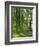 Path and Sunlight Through Pine Trees, Burtness Wood, Near Buttermere, Cumbria, England-Neale Clarke-Framed Photographic Print