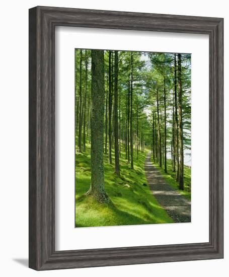 Path and Sunlight Through Pine Trees, Burtness Wood, Near Buttermere, Cumbria, England-Neale Clarke-Framed Photographic Print