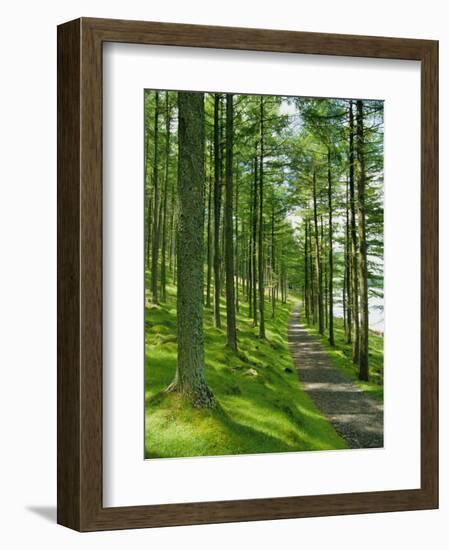 Path and Sunlight Through Pine Trees, Burtness Wood, Near Buttermere, Cumbria, England-Neale Clarke-Framed Photographic Print