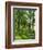 Path and Sunlight Through Pine Trees, Burtness Wood, Near Buttermere, Cumbria, England-Neale Clarke-Framed Photographic Print