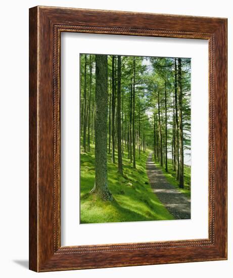 Path and Sunlight Through Pine Trees, Burtness Wood, Near Buttermere, Cumbria, England-Neale Clarke-Framed Photographic Print