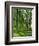 Path and Sunlight Through Pine Trees, Burtness Wood, Near Buttermere, Cumbria, England-Neale Clarke-Framed Photographic Print