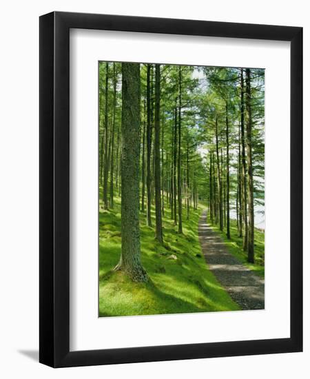 Path and Sunlight Through Pine Trees, Burtness Wood, Near Buttermere, Cumbria, England-Neale Clarke-Framed Photographic Print