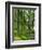 Path and Sunlight Through Pine Trees, Burtness Wood, Near Buttermere, Cumbria, England-Neale Clarke-Framed Photographic Print