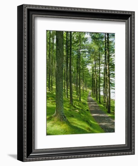 Path and Sunlight Through Pine Trees, Burtness Wood, Near Buttermere, Cumbria, England-Neale Clarke-Framed Photographic Print