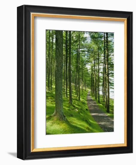 Path and Sunlight Through Pine Trees, Burtness Wood, Near Buttermere, Cumbria, England-Neale Clarke-Framed Photographic Print