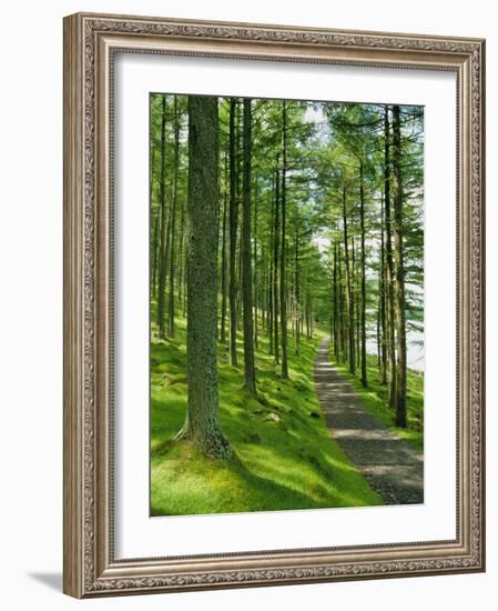 Path and Sunlight Through Pine Trees, Burtness Wood, Near Buttermere, Cumbria, England-Neale Clarke-Framed Photographic Print