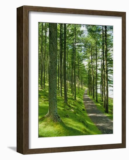 Path and Sunlight Through Pine Trees, Burtness Wood, Near Buttermere, Cumbria, England-Neale Clarke-Framed Photographic Print