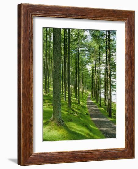 Path and Sunlight Through Pine Trees, Burtness Wood, Near Buttermere, Cumbria, England-Neale Clarke-Framed Photographic Print