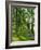 Path and Sunlight Through Pine Trees, Burtness Wood, Near Buttermere, Cumbria, England-Neale Clarke-Framed Photographic Print