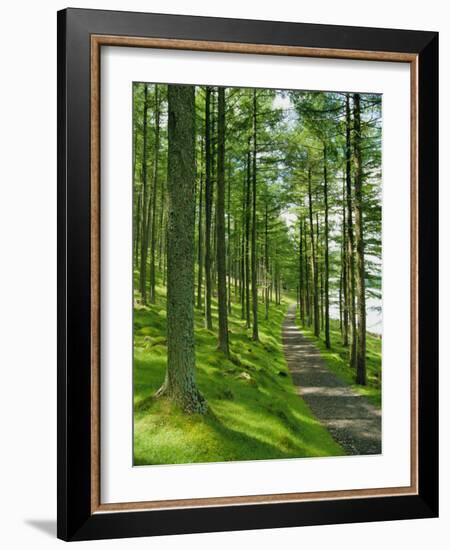 Path and Sunlight Through Pine Trees, Burtness Wood, Near Buttermere, Cumbria, England-Neale Clarke-Framed Photographic Print