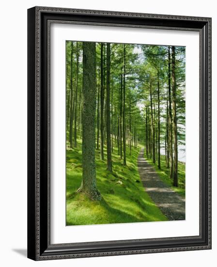 Path and Sunlight Through Pine Trees, Burtness Wood, Near Buttermere, Cumbria, England-Neale Clarke-Framed Photographic Print