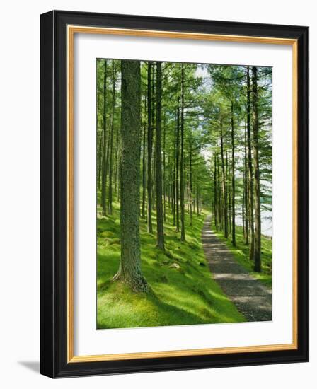 Path and Sunlight Through Pine Trees, Burtness Wood, Near Buttermere, Cumbria, England-Neale Clarke-Framed Photographic Print