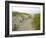 Path at Head of the Meadow Beach, Cape Cod National Seashore, Massachusetts, USA-Jerry & Marcy Monkman-Framed Photographic Print