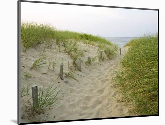 Path at Head of the Meadow Beach, Cape Cod National Seashore, Massachusetts, USA-Jerry & Marcy Monkman-Mounted Photographic Print