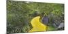 Path in a forest, Wizard of Oz Park, North Carolina, USA-Panoramic Images-Mounted Photographic Print