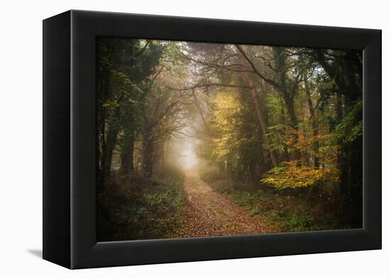 Path in Autumn Forest-Philippe Manguin-Framed Premier Image Canvas