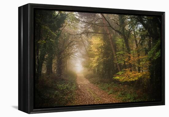 Path in Autumn Forest-Philippe Manguin-Framed Premier Image Canvas